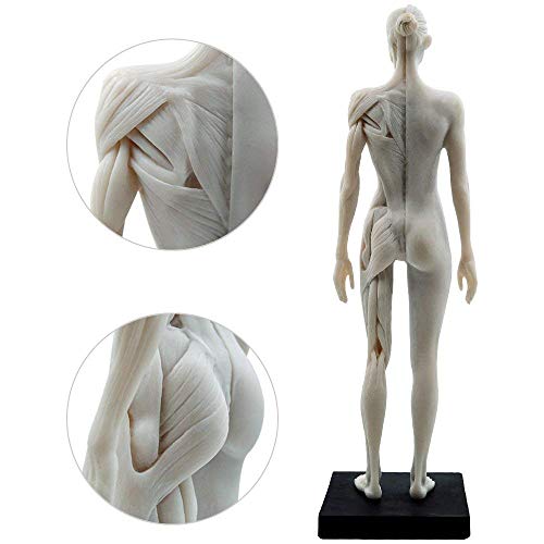 Image of Human Body Musculoskeletal Anatomical Mode 11 Inch Female Male Human Anatomy Model of Art Anatomy Figure for Study Color White