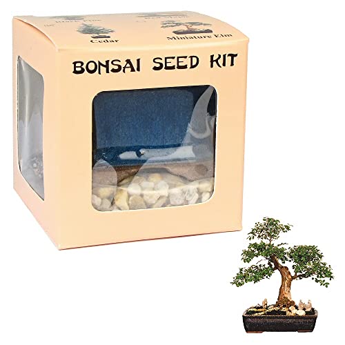 Eve's Miniature Elm Bonsai Seed Kit