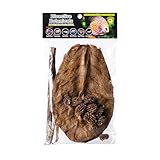 Galapagos (05357) Natural Bioactive Botanicals – 9 Casuarina Cones, 5 Catappa Leaves, and 2 Almond Bark - Functional Aquarium Decor for Betta Fish, Hermit Crab, Shrimp Tanks & Blackwater Aquariums