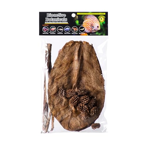 Galapagos Natural Bioactive Botanicals – 9 Casuarina Cones,