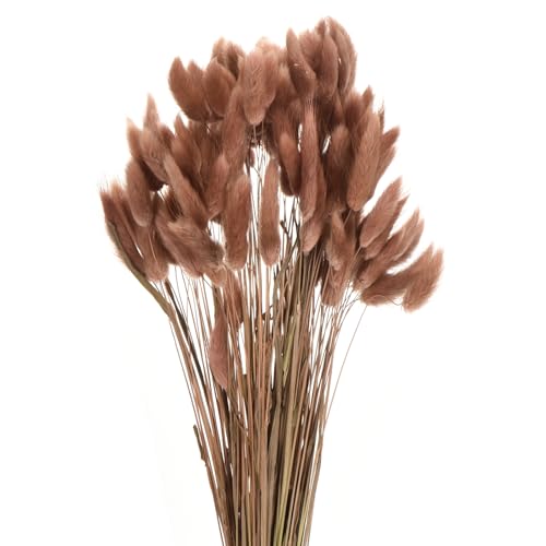 Queue de lapin naturelle fleurs séchées QUARKZMAN 120pcs pour décoration de table champêtre