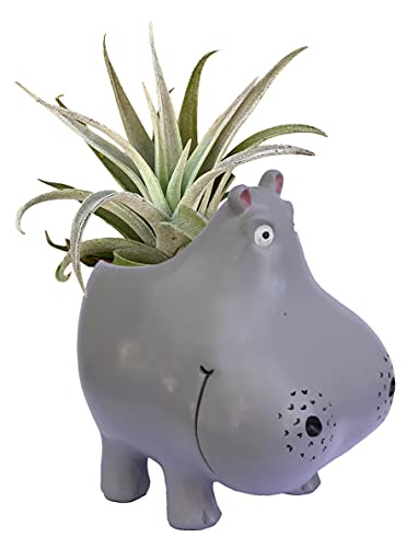 Hippo Planter