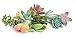 Shop Succulents | Assortment of Hand Selected Live Succulent Cutting for Arrangements and DIY Projects, 10-Pack