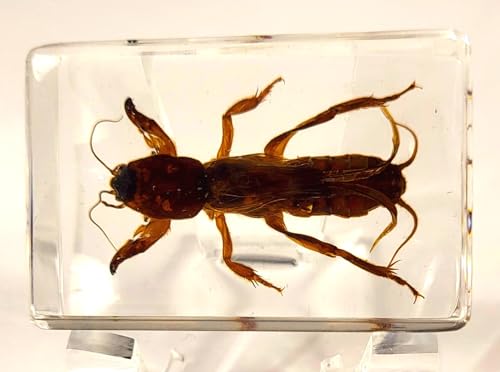 Image of 44mm Real Mole Cricket in Crystal Clear Lucite Resin Specimen Preserved Animal Insect Bug Taxidermy Crafts Collection for Biology Science Education & Desk Ornament Display Supplies Small Paperweight
