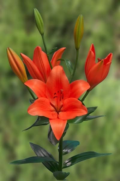 Asiatic Lily (Sunderland) Imported (Orange) Flower Bulbs by Andhagnai Greens (Pack Of 10 Flower Bulbs) 2