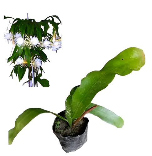 Image of White Brahma Kamal Flower Live Plant | Original Queen of the Night Epiphyllum Oxypetalum | Healthy Night Blooming Plant for Home Garden Outdoor & Indoor | Without Pot