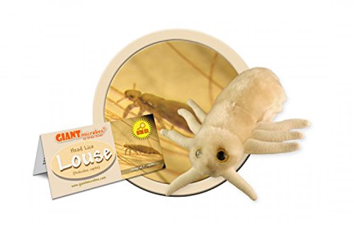 Giant Microbes Microbes Louse (Pediculus Capitis)