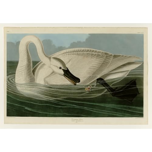 Affiche Audubon cygne trompettiste 101x127 cm pour grand salon