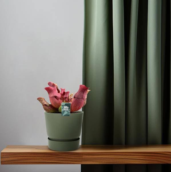 Fleischfressende Pflanze Sarracenia Maroon Schlauchpflanze 12cm 23cm