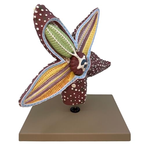 Image of Eisco Labs - Starfish Anatomy Model - Handcrafted, 4X Life-Size Invertebrate Educational Tool, Marine Biology, Teaching, Lab Display