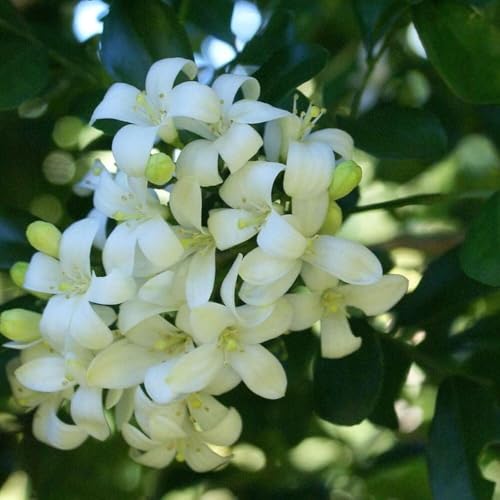 Image of Live Madhu Kamini Plant Murraya Paniculata | Fragrant Flower Plant for Home Garden Balcony | Indoor Outdoor Evergreen Plant with Pot | Orange Jasmine Live Plant a€ inch Pack of 1