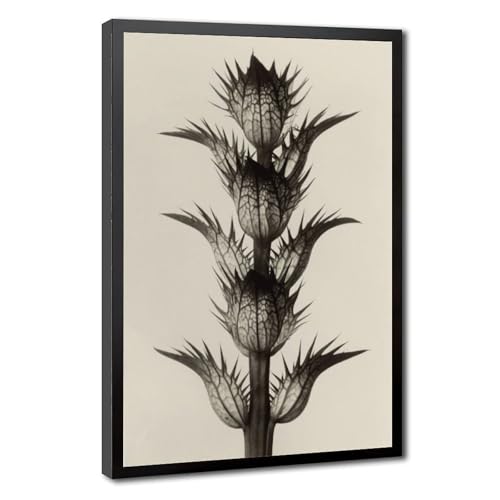 Photographie botanique Karl Blossfeldt pour sublimer la décoration murale de votre salon