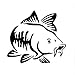 Auto Sticker Karpfen Fisch Aufkleber Angelsticker Angeln Fish Fishing 15x13.5 cm