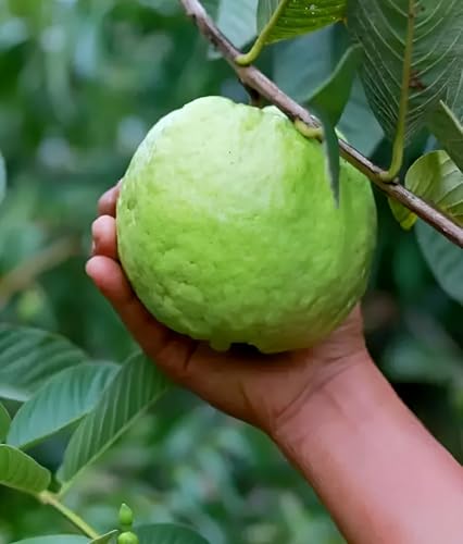 Image of Hidden Enterprise 1K Guava Live Fruit Plant Heavy Fruiting Guava Variety | Height 1.5-2 Feet | Without Pot | Ideal for Home Garden Balcony Terrace Outdoor Growing with Healthy Roots