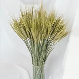 Natural Dried Wheat Stalks, 100 Stems Wheat Sheaves for Decorating Wedding Table Home Kitchen (15.7