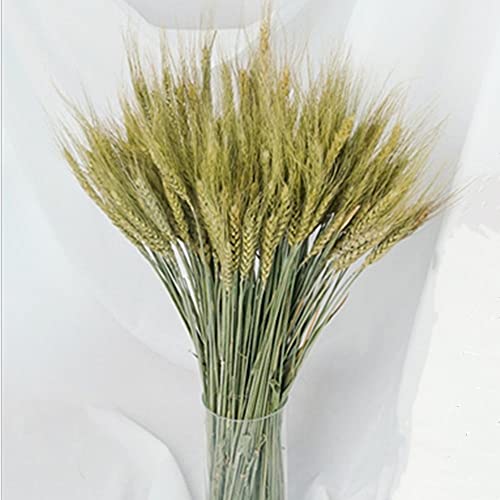 Natural Dried Wheat Stalks, 100 Stems Wheat Sheaves For Decorating Wedding Table Home Kitchen (15.7 Inches) #TOP23