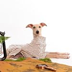 Dog Sweaters for Small Dogs Girls Boys, Striped Pet Sweaters for Fall Winter Dog Clothes, Turtleneck Pullover Knitwear for Small Medium Large Dogs - Image 4