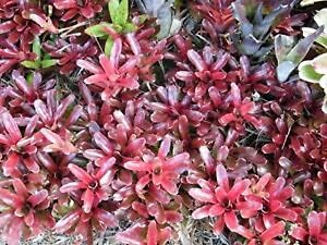 1 Plaº Nt Supreme Neoregela Aº Fa Rebaº Ll Tropa Caº L Bromela Aº D