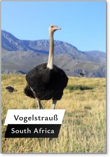 Vogelstrauß Vor Klein Karoo Bergpanorama, Fridge Magnet