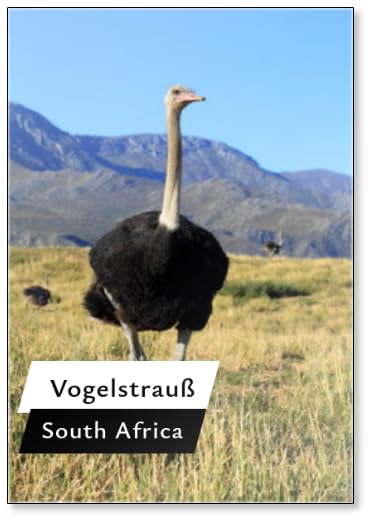 Vogelstrauß Vor Klein Karoo Bergpanorama, Fridge Magnet