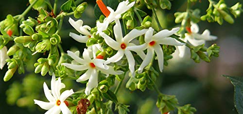Harsingar plant seeds, Seeds for harsinger flower plant (20 seeds) (B0BZJBZ1FC) Amazon Price History, Amazon Price Tracker