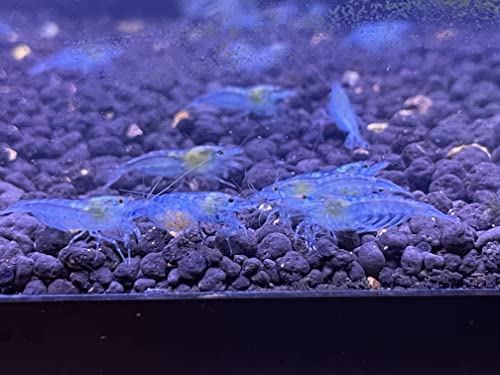 Blue Velvet Shrimps Live Freshwater Shrimp Aquarium Neocaridina Inverts RCS Blue Jelly Shrimps...