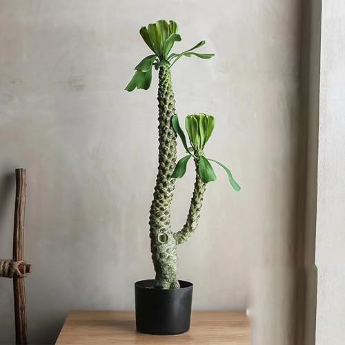 [LJKI] lH ϗtA T{e 80cm Ύ ^ tFCNO[ tFCN lH tFCNA CeA  O sv ͂Ȃ { JXj Vzj Mtg v[g ԃc[ ꂢ fG O[