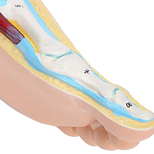 Faux pieds anatomiques pour dynamiser les cours de sciences et d'anatomie - 8