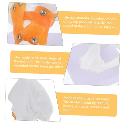 Modèle de joint de hanche flexible de taille réelle AMITD