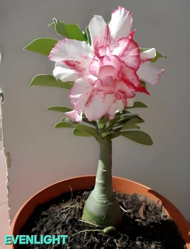 Image of Adenium /Desert Rose Healthy Bonsai Flower Live Plant,(Pack Of 1,Without Pot) Indoor /Outdoor Plant Original Variety Live Plant