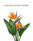 Semillas de Strelitzia Ave del Paraíso para Decoración de Jardín Tropical DECOALIVE
