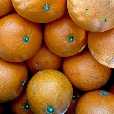 (訳あり)清見 2kg 愛媛県 八幡浜市 西宇和地区 柔らかい果肉(C25-380)