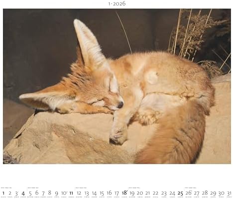 Palazzi - Hautnah - Afrikas Wildnis 2026 - Wandkalender 60×50 cm: 12 Tierfotografien & humorvolle Bilder