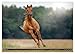 Faszination Western Horses (Wall Calendar 2026 DIN A2 Landscape), CALVENDO Monthly Calendar: Western Horses in Their All Beauty