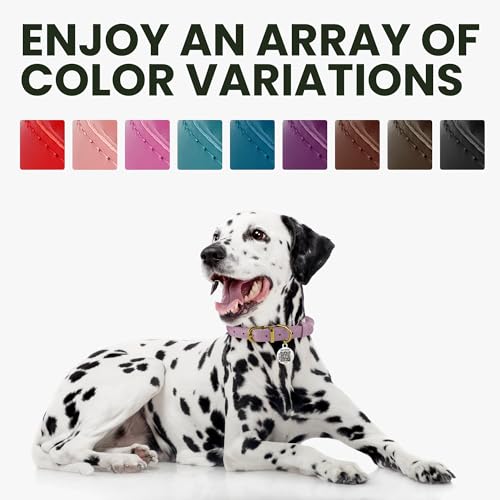 BRONZEDOG Hundehalsband aus gerolltem Leder für kleine, mittelgroße und große Hunde mit QR-ID-Tag (Schwarz glänzend, S: 30-36 cm)