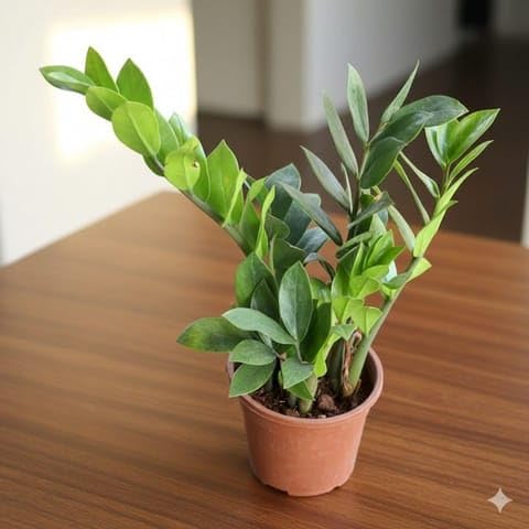 Best Nursery Radermachera/China Doll in 8 Inch Plant White Heavy Square Plastic Pot-image-30