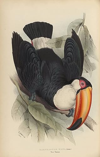 Art Tableau Ramphastos Toco Affiche Impression sur Toile 60x90cm