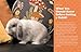 An Absolute Beginner's Guide to Keeping a Pet Rabbit: Handling, Feeding, Housing, and Grooming