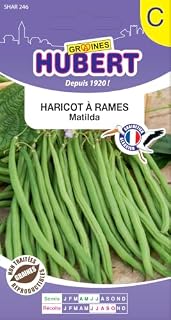 Mairol graines de haricot à rames Matilda, 35 graines