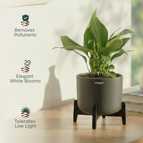 Image of Kyari Peace Lily Live Plant with Blue Self Watering Pot 4 Inch - Peace Lily Indoor Live Plant with Pot for Home, Living Room, Bedroom, Office - Flowering Air Purifying Indoor Plant