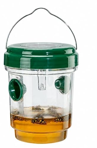 Trap for Wasp