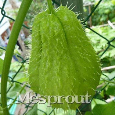 ChinaMarket Rushed nuevas plantas al aire libre Promoción Jardín chayote 50PCS de semillas vegetales de semillas:Seeds Only
