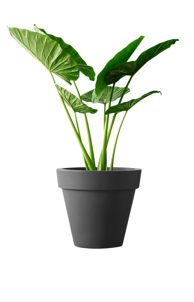 Elho Pure Round 80cm Vasi per Piante - Anthracite | ∅ 76.5 x A 70 cm