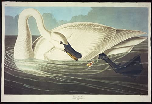 Art mural toile Cygne de John Audubon finition haut de gamme