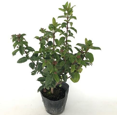 110400081.jpg 秋の紅葉や赤い実が美しい オトコヨウゾメ 465 樹高1.8m