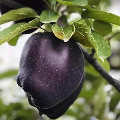 Rare & Expensive Black Diamond Apple Grafted Plant, Kala Apple, Pack Of 1 Healthy Plant (B0CHJV6G1T) Amazon Price History, Amazon Price Tracker