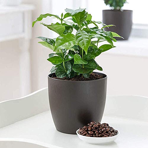 American Plant Exchange Arabica Coffee Real Live Plant, 6" Pot, Flowering Indoor Outdoor Air Purifier, Green Rippled Leaves American Plant Exchange Arabica Coffee Real Live Plant, 6" Pot, Flowering Indoor Outdoor Air Purifier, Green Rippled Leaves