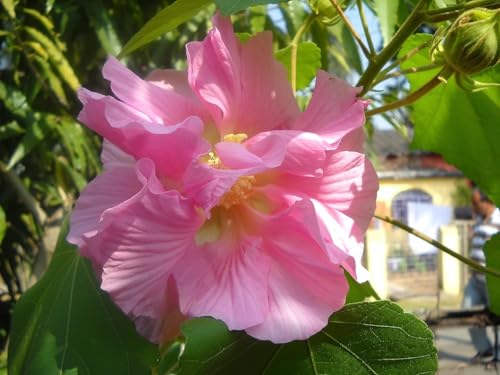 Image of Kamal /Land Lotus /Sthal Padma Double Petal Cotton Rose Flower Live Plant with Pot | Ornamental Flowering Plant for Home Garden, Balcony, Terrace & Outdoor Decoration