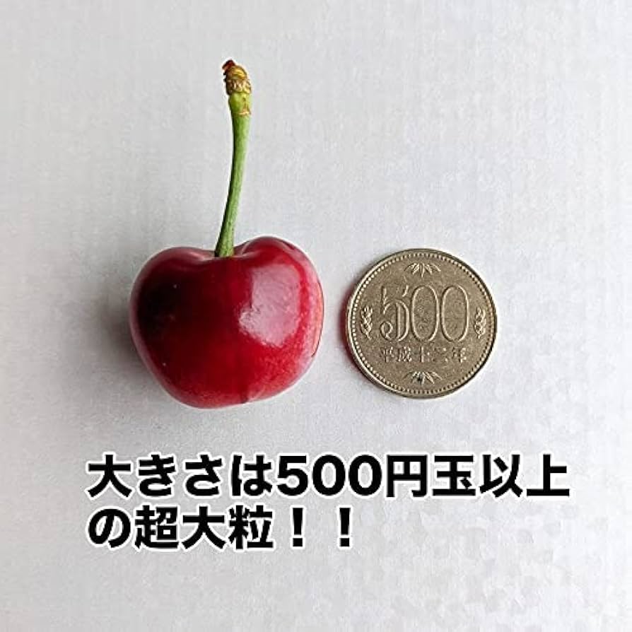 アメリカンチェリー9.5r 2kg naturalfusionshop_3101-2