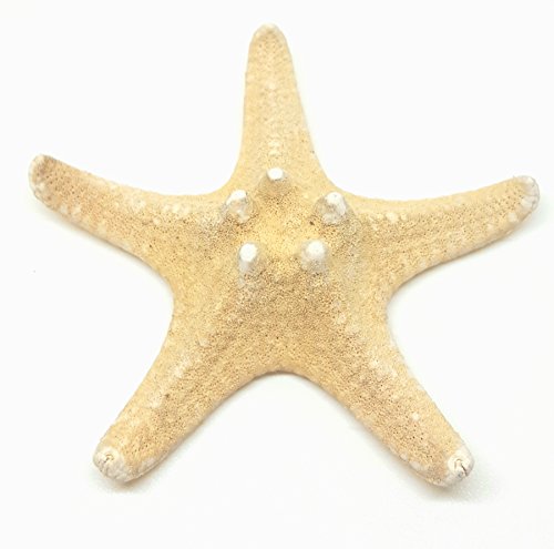 5 Small Starfish SeaShells, Brown, 6 - 8 cm